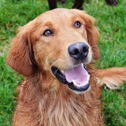 Murphy - Golden Retriever