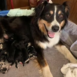 Australian Shepherd Puppies from Auspicious Australian Shepherds