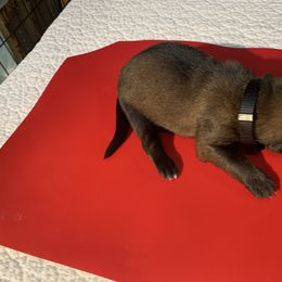 Belgian Malinois Puppies from Akadamie Belgian Malinois'