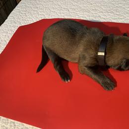 Belgian Malinois Puppies from Akadamie Belgian Malinois'
