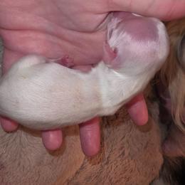 Extreme dapple pie - Dapple female Dachshund puppy in West Plains, Missouri from Spring Creek Dachshunds