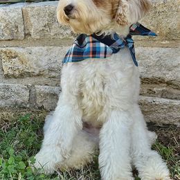 Miles - Goldendoodle