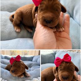 Jelly Bean - Red female Australian Labradoodle puppy in Summerfield, North Carolina from Four Oaks Labradoodles