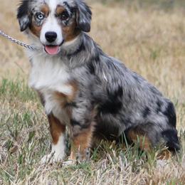 Australian Shepherd, Miniature American Shepherd, Miniature Australian Shepherd, and Toy Australian Shepherd Puppies from LongMile Aussies