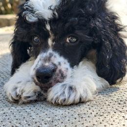 Rio-black phantom parti - Phantom male Poodle puppy in Cypress Inn, Tennessee from Nine Pines Poodles