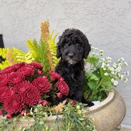 Lunar - Black male Goldendoodle puppy in Orangevale, California from Ugly Dad Doodles