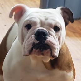 Pepper - Bulldog