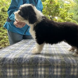 Bearded Collie and Border Collie Puppies from Beloved Bearded & Border Collies