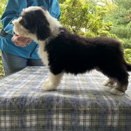 Bearded Collie and Border Collie Puppies from Beloved Bearded & Border Collies