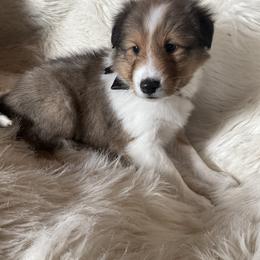 Shetland Sheepdog Puppies from Chas Petersen