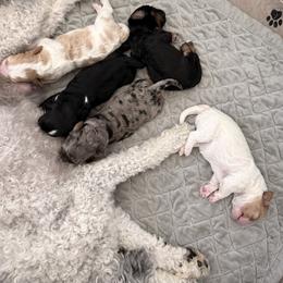 Bernedoodle, Cavapoo, and Cockapoo Puppies from Doodley Doodles