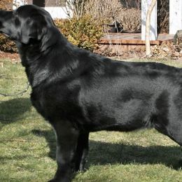 Labrador Retrievers from Somersun Labradors