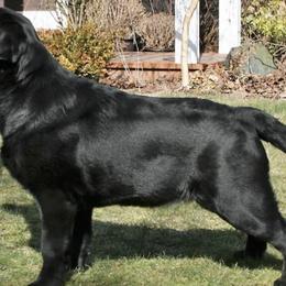 Labrador Retrievers from Somersun Labradors