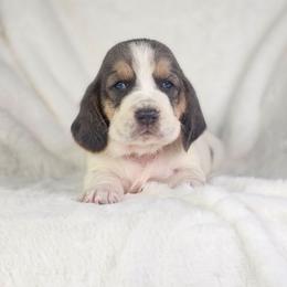 Amethyst-purple collar - Blue tan and white female Basset Hound puppy in Valley, Washington from Peaceful Valley Paws