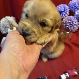 Takame - Dark golden female Golden Retriever puppy in Grant County, Indiana from On The Sunny Side Pavey Farms