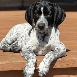 German Shorthaired Pointers from Fortin’s German Shorthaired Pointers