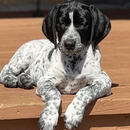 German Shorthaired Pointers from Fortin’s German Shorthaired Pointers