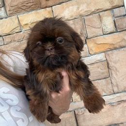 Mabel - Liver female Shih Tzu puppy in Tennessee from Cutshall Babies