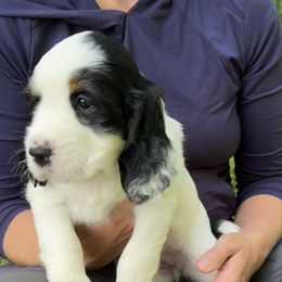Pepper - Black white and tan female English Springer Spaniel puppy in Torrington, Wyoming from Wyoming Springer Spaniels