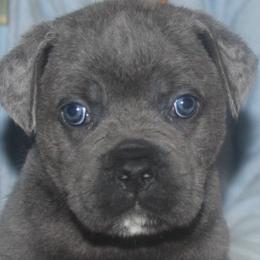 Cane Corso puppies from Storm Front Cane Corso
