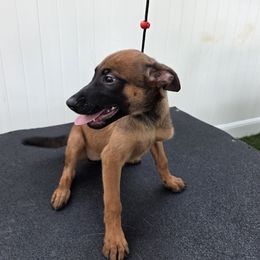 Jackie - Fawn female Belgian Malinois puppy in Sherman Oaks, California from Andy's Elite K9