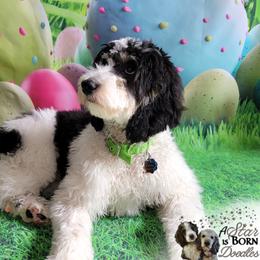 Bernedoodle Puppies from A Star is Born Doodles