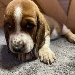 Boy 5 - Brown and white male Basset Hound puppy in Falls City, Nebraska from Bassett Hounds & Labradors