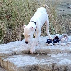 Dogo Argentino Puppies from Northern Legacy Dogos