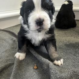 Australian Shepherd Puppies from Hamilton Farms