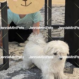 Maltese Puppies from JennieMiniPets