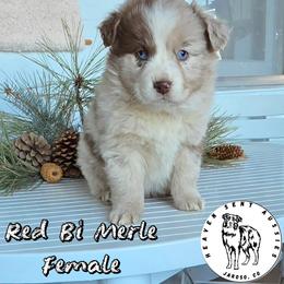 Odette - Red merle female Miniature Australian Shepherd puppy in Jaroso, Colorado from Heaven Sent Aussies