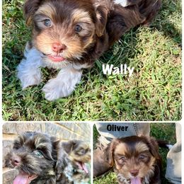 Havanese puppies from Rose Hill Havanese
