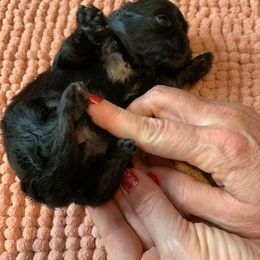Shih Tzu Puppies from Fuller Shih Tzus