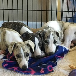 Whippet Puppies from Winstar Whippets