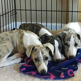 Whippet Puppies from Winstar Whippets