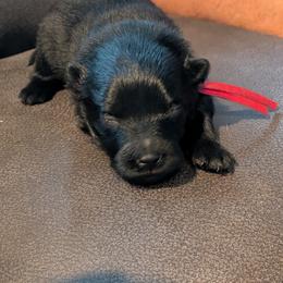 Pink Girl - Black female German Spitz puppy in Detroit, Michigan from Legacy Kennels Michigan