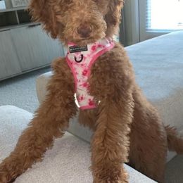 Poodle All Grown Up from Bear Mountain Poodles