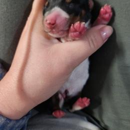 Otis - Piebald male Dachshund puppy in Cedarcreek, Missouri from Cedarcreek Dachshunds