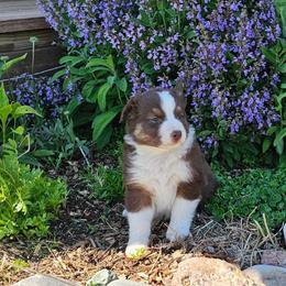 Gimli - Red tri-color male Australian Shepherd puppy in Powell, Wyoming from Waterworth Australian Shepherds