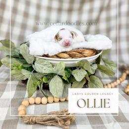 Ollie - Red  male Goldendoodle puppy in Cedar City, Utah from Cedar Doodles- Home of the Teddybear Goldendoodle
