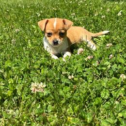 Roberto - Fawn male Chihuahua puppy in Berwick, Pennsylvania from Maras puppies