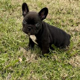French Bulldog Puppies from Teak’s Texas Frenchie’s
