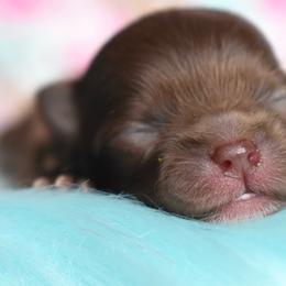 Hershey - Chocolate male Pomeranian puppy in Westminster, Colorado from VanityPom’s