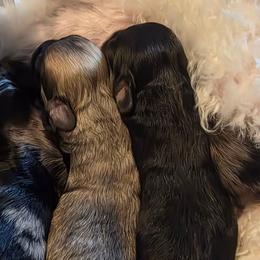 Female 2 - Fawn sable female Havapoo puppy in Medina, Ohio from Momma's Minis