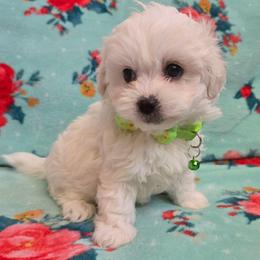 Olaf - White male Maltipoo puppy in Sahuarita, Arizona from Cowgirl's Legacy Maltipoos