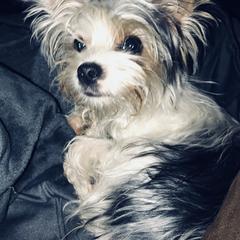Yorkshire Terriers from Angela's Yorkies