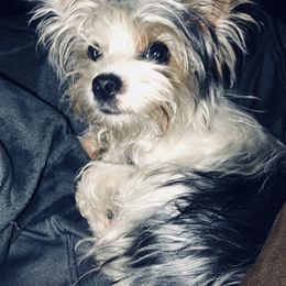 Yorkshire Terriers from Angela's Yorkies