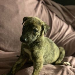 Titan - Red brindle Greyhound puppy in Oxford, Florida from Running to Stand Still (RTSS)