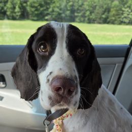 Raliegh - English Springer Spaniel