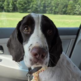 Raliegh - English Springer Spaniel